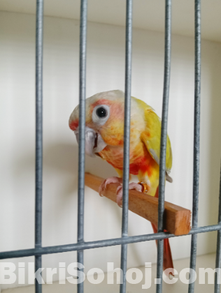 American Dilute Conure